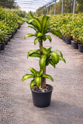 Corn Plant (Dracaena fragrans)