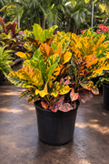 Croton ‘Magnificent’ (Codiaeum variegatum)