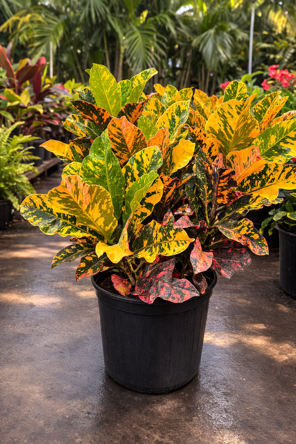 Croton ‘Magnificent’ (Codiaeum variegatum)