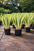False Agave (Furcraea foetida)