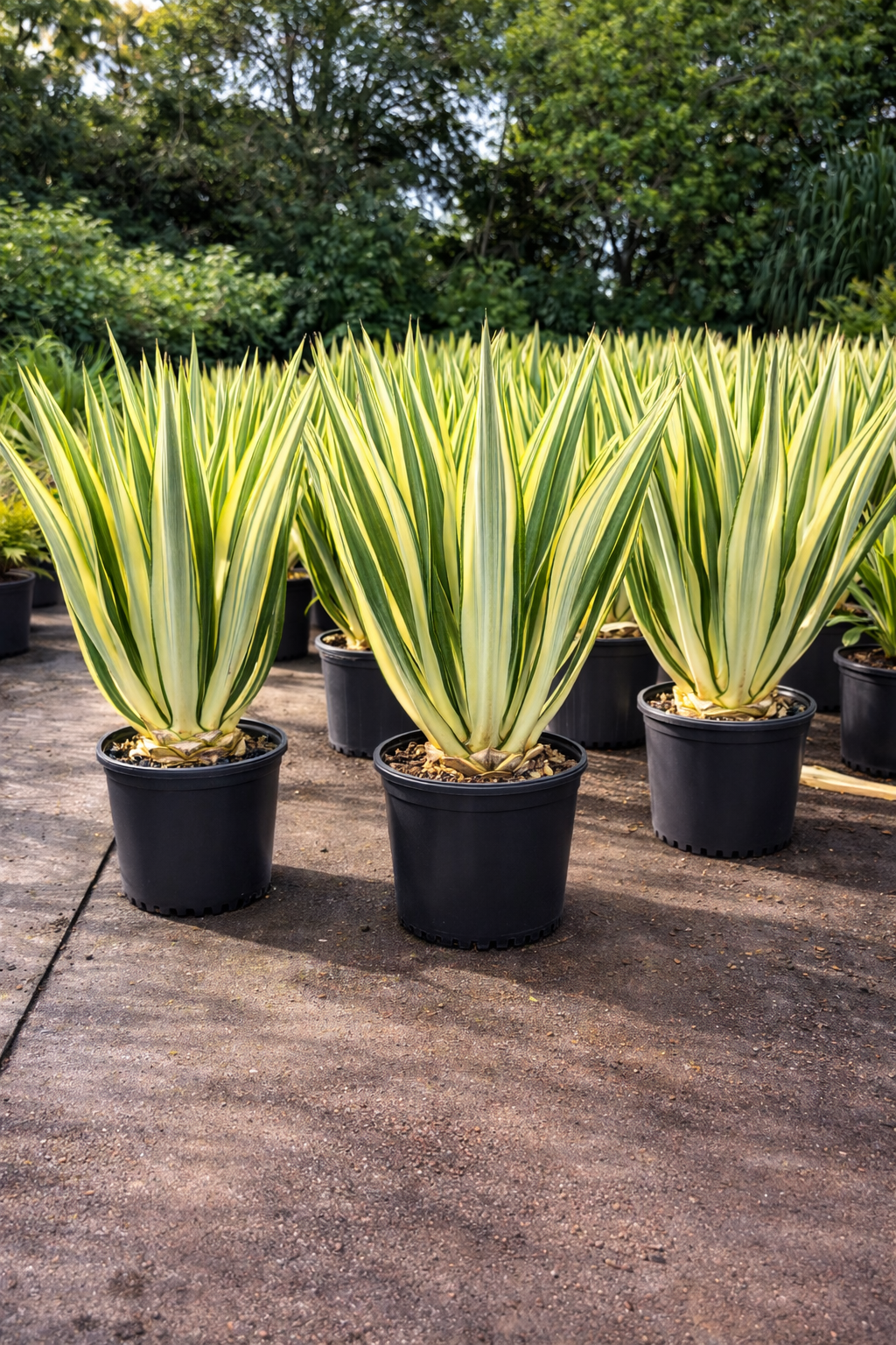 False Agave (Furcraea foetida)