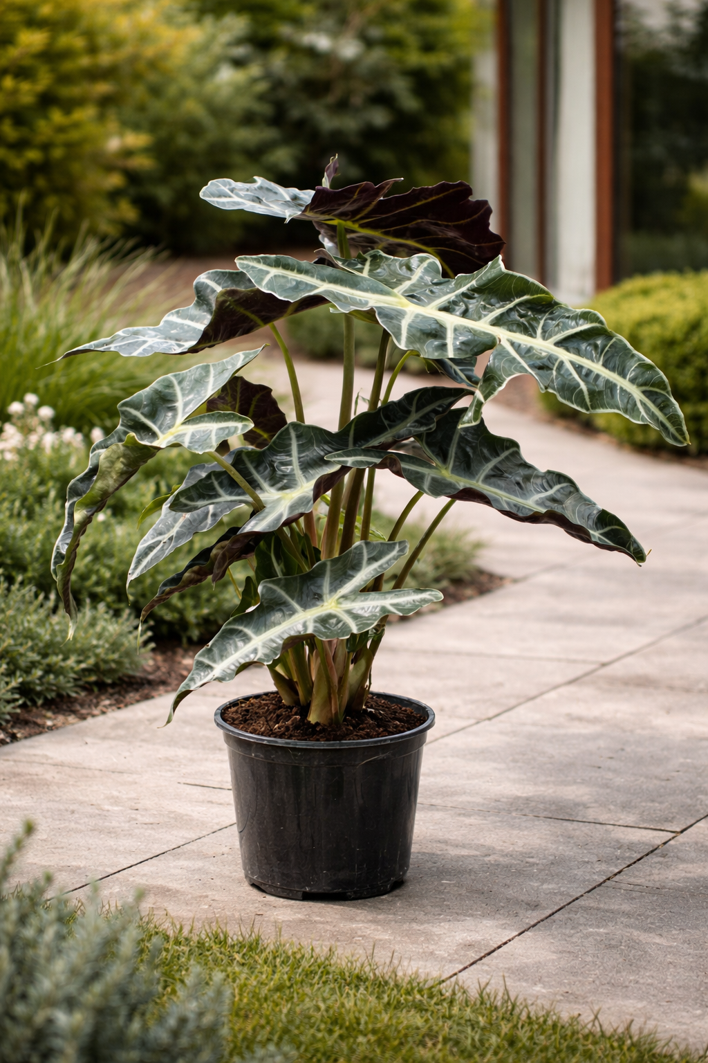Alocasia ‘Polly’ / African Mask Plant (Alocasia × amazonica ‘Polly’)