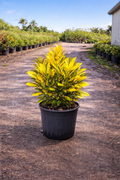 Croton ‘Gold Dust’ (Codiaeum variegatum)