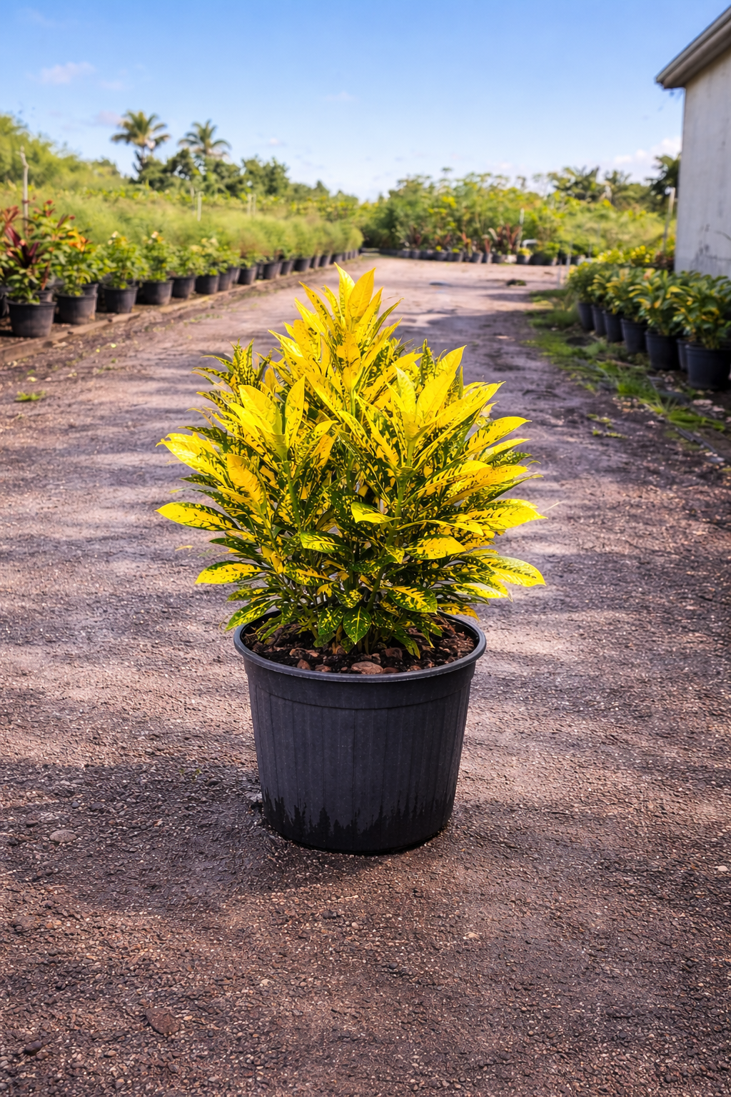 Croton ‘Gold Dust’ (Codiaeum variegatum)