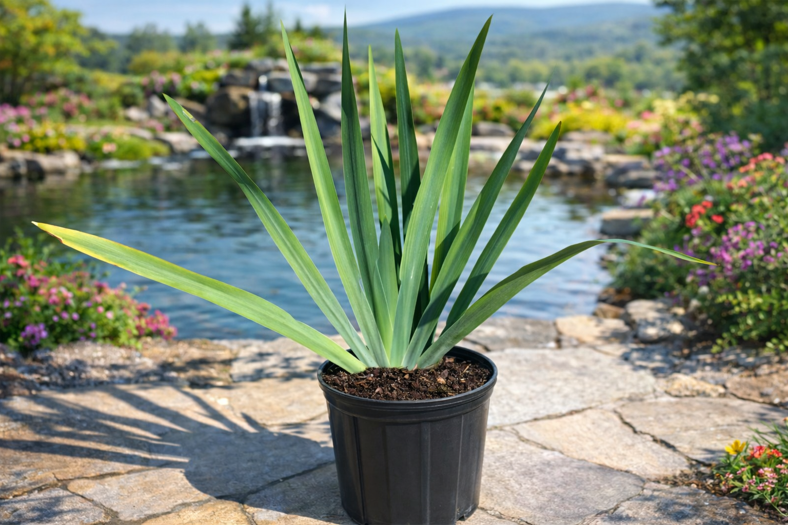 Giant Apostle’s Iris ‘Regina Iris’ (Neomarica caerulea ‘Regina Iris’)