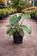 Elephant Ear ‘Hilo Beauty’ (Alocasia ‘Hilo Beauty’)