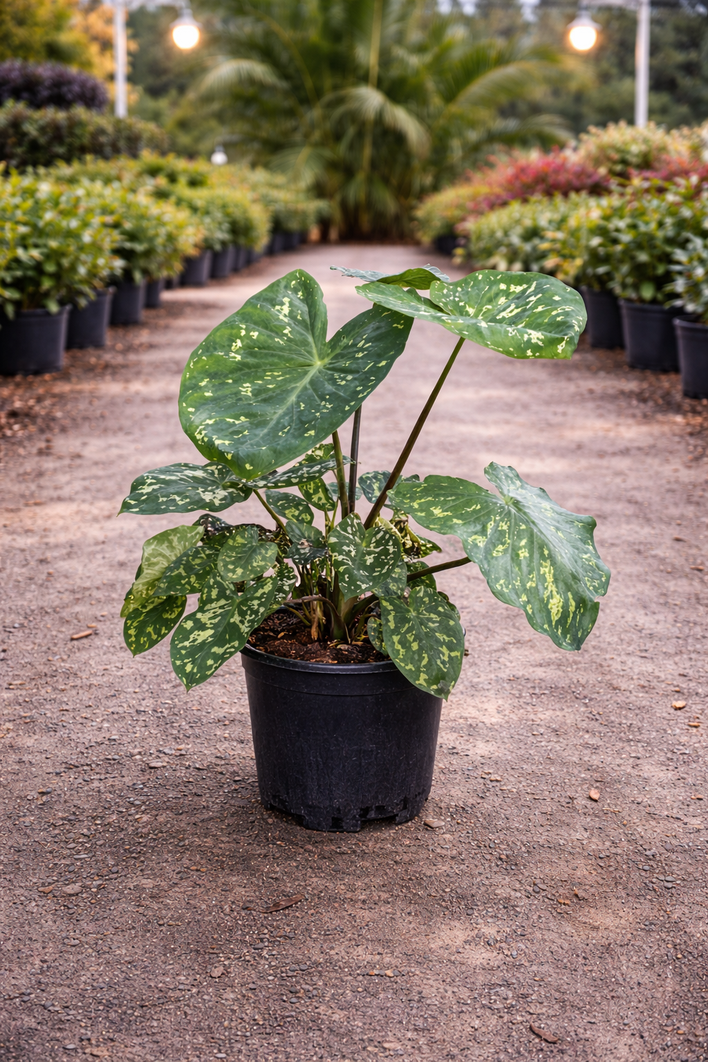 Elephant Ear ‘Hilo Beauty’ (Alocasia ‘Hilo Beauty’)