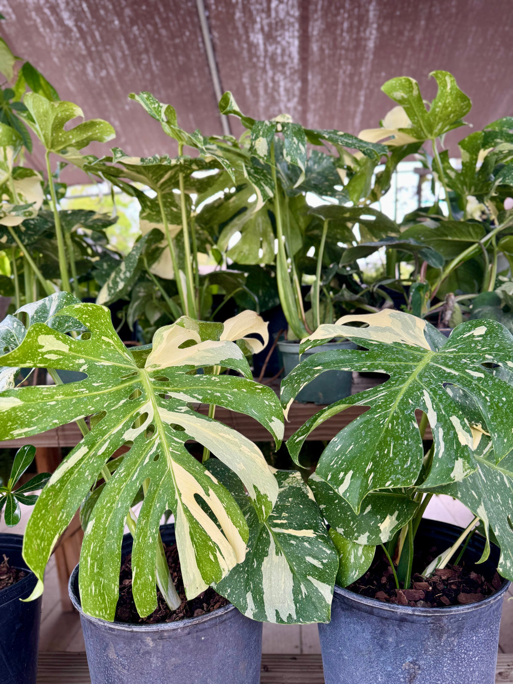 Monstera Thai Constellation