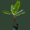 Variegated Banana