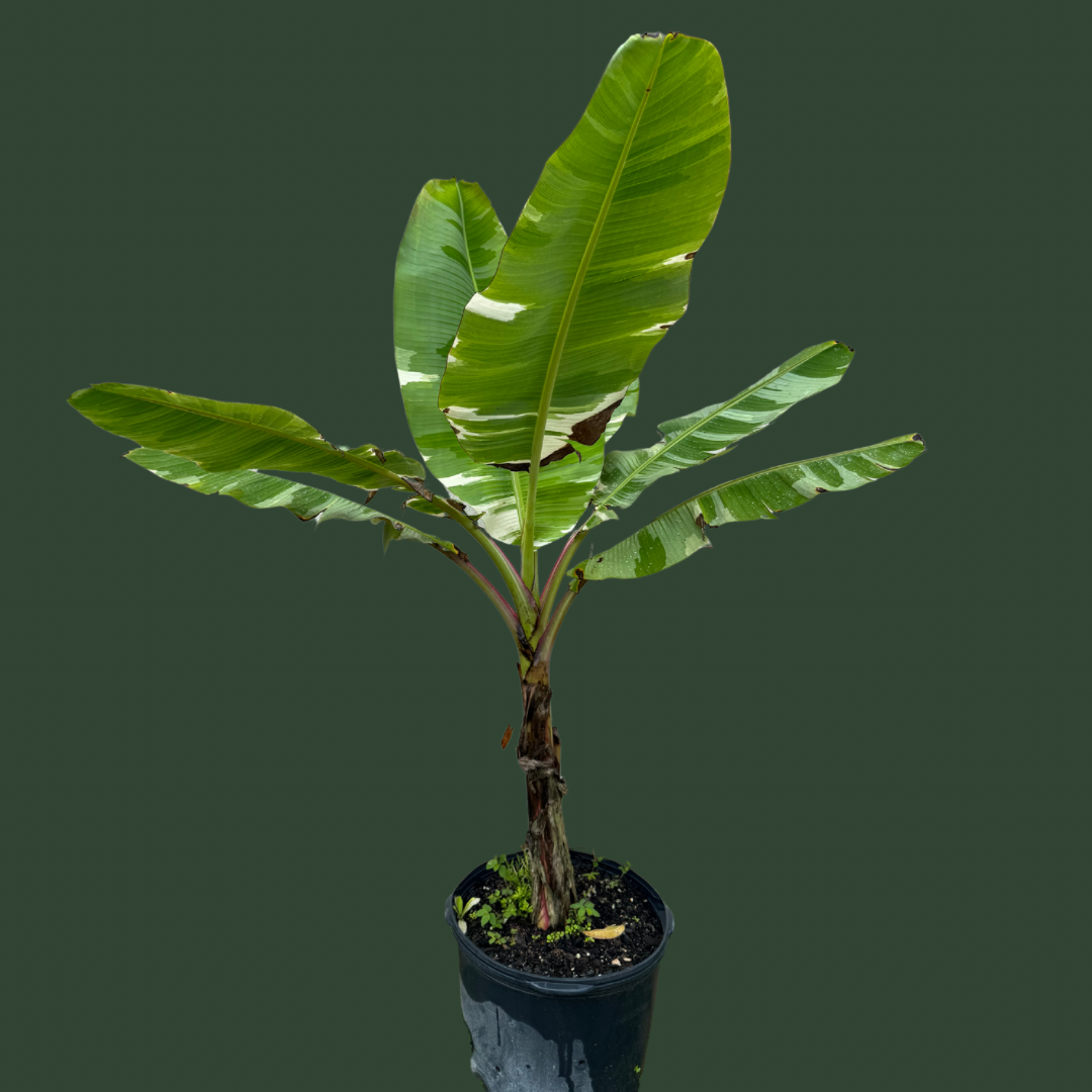 Variegated Banana