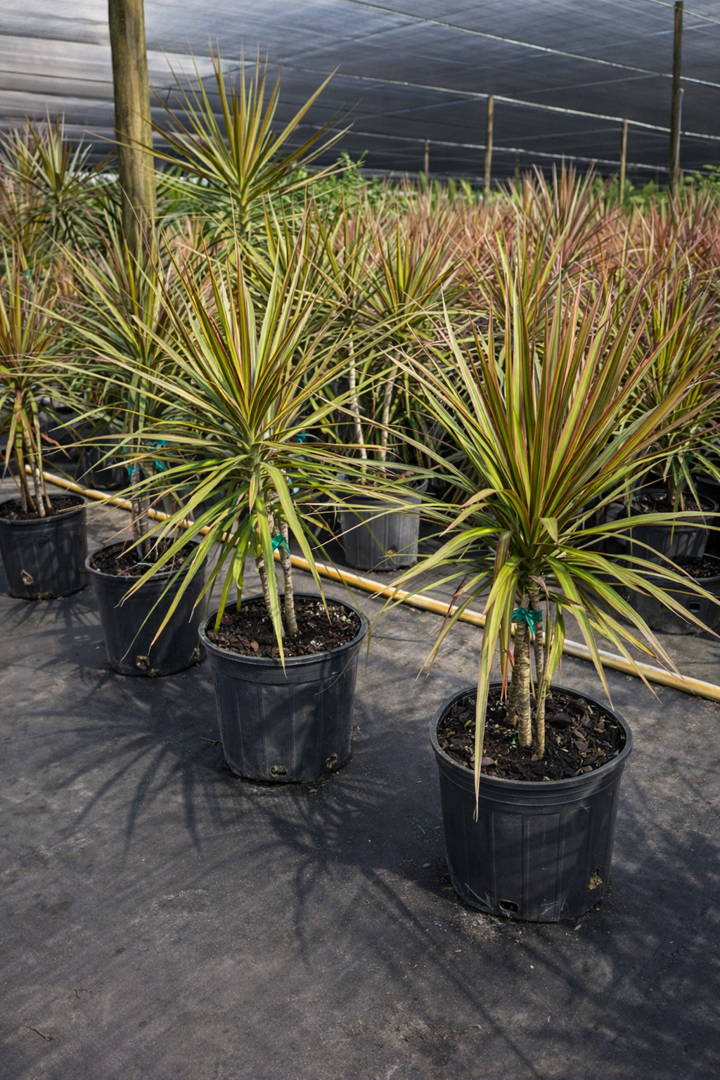 Madagascar Dragon Tree ‘Magenta’ (Dracaena marginata ‘Magenta’)