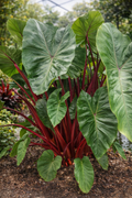 Alocasia ‘Imperial Red’ / Elephant Ear (Alocasia ‘Imperial Red’)