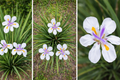 African White Iris / Fortnight Lily (Dietes iridioides)