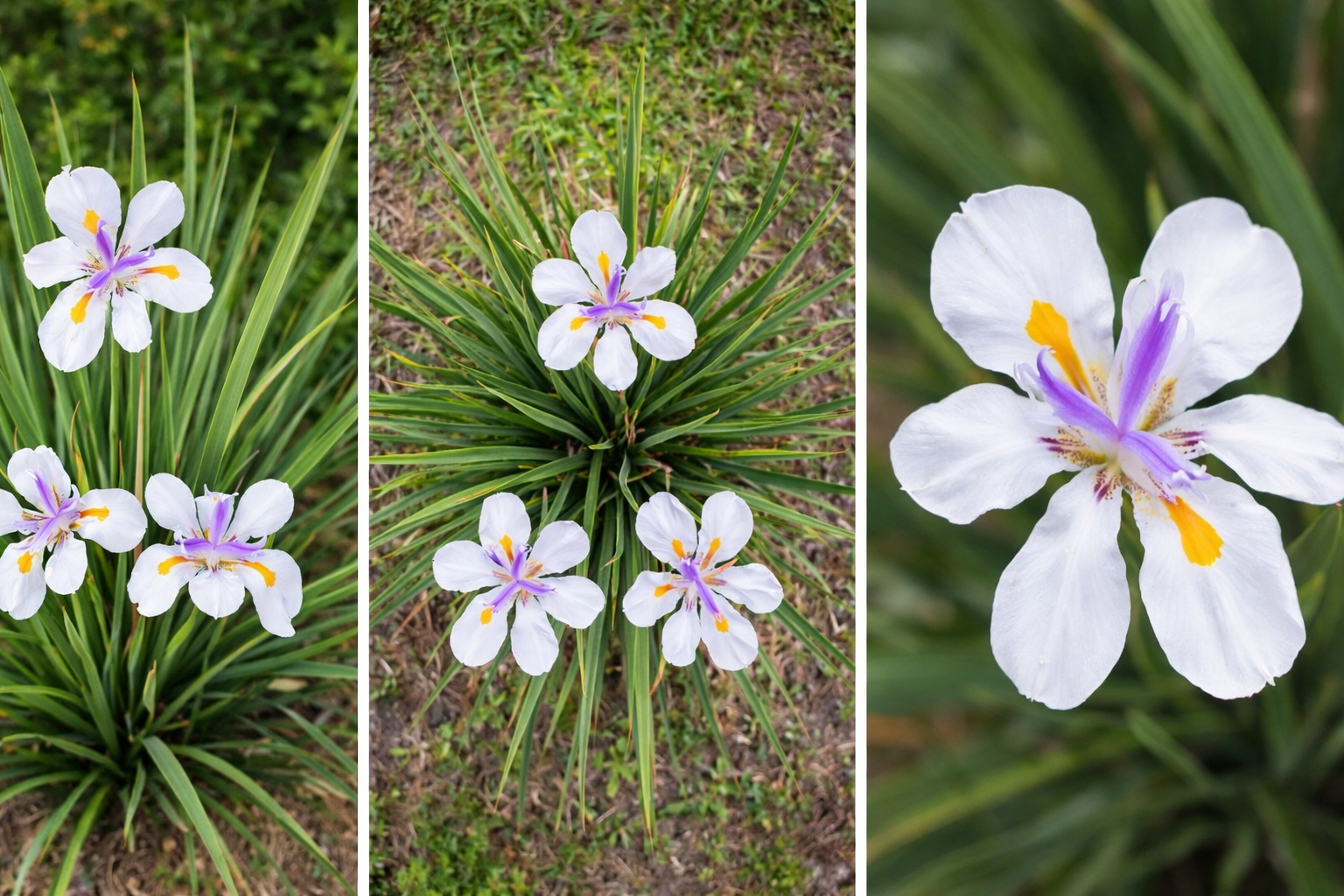 African White Iris / Fortnight Lily (Dietes iridioides)