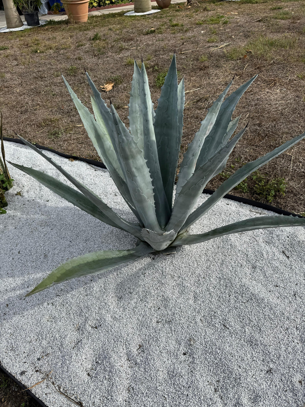Agave Blue (Agave tequilana)