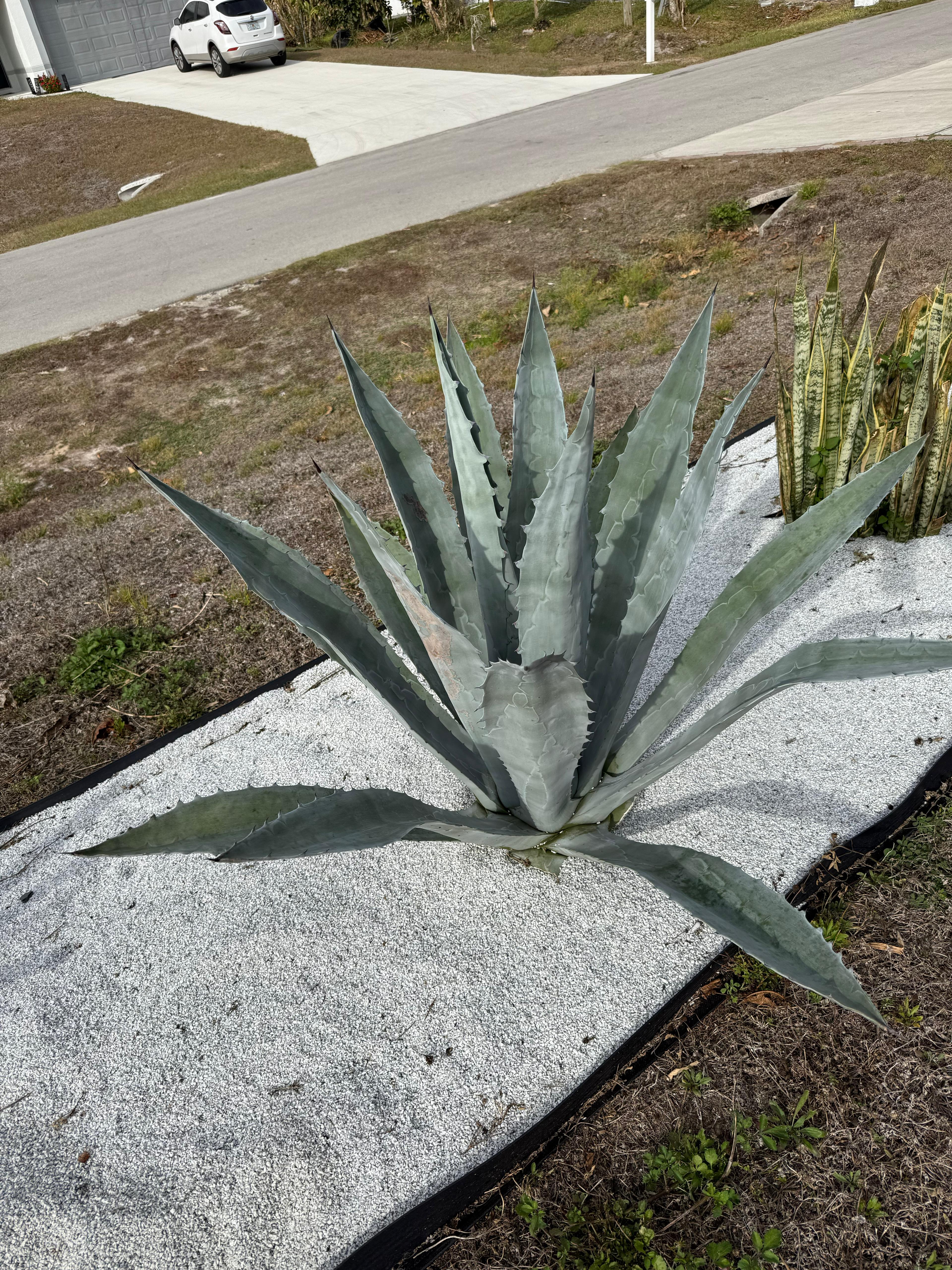 Agave Blue (Agave tequilana)