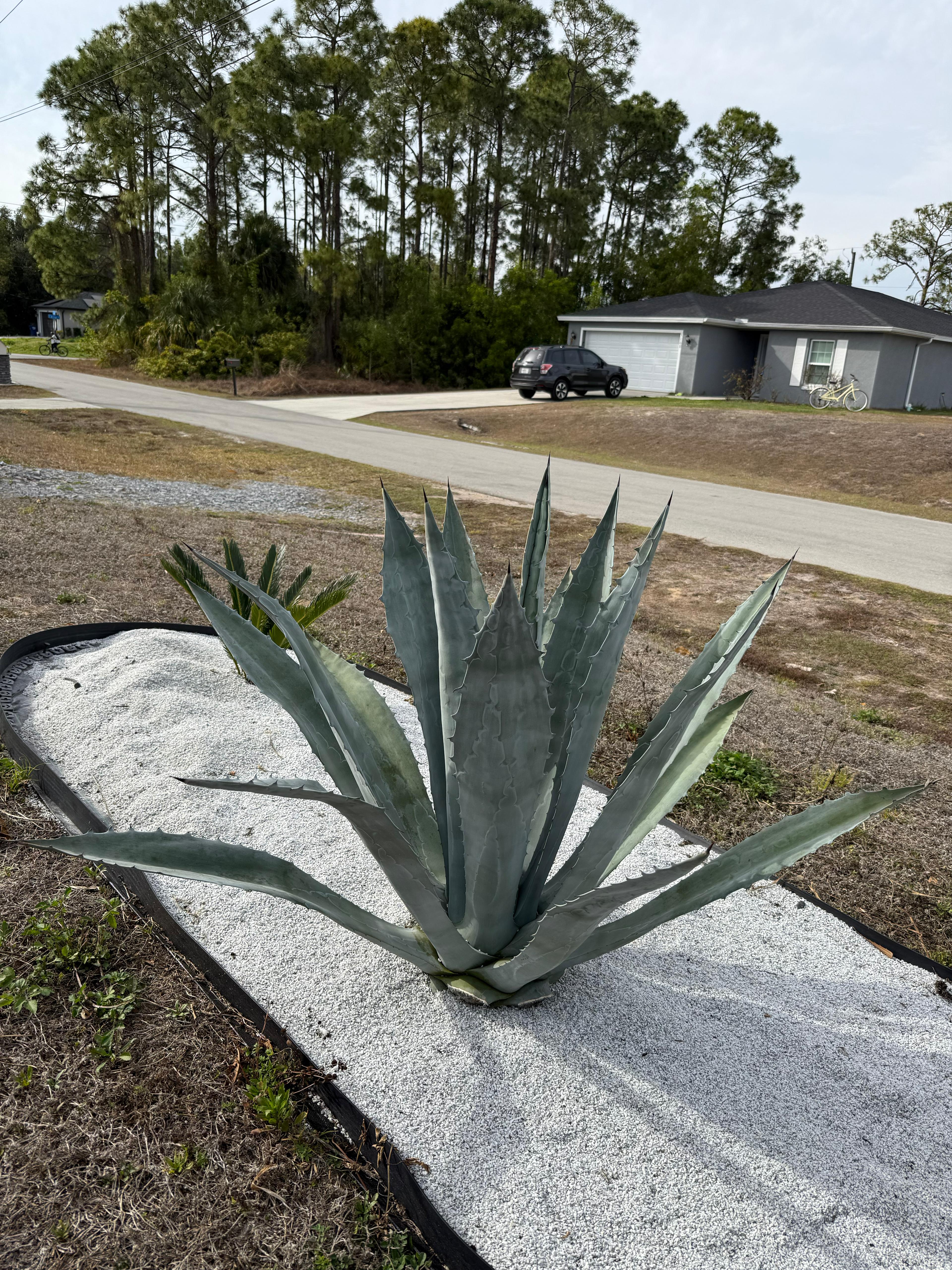 Agave Blue (Agave tequilana)