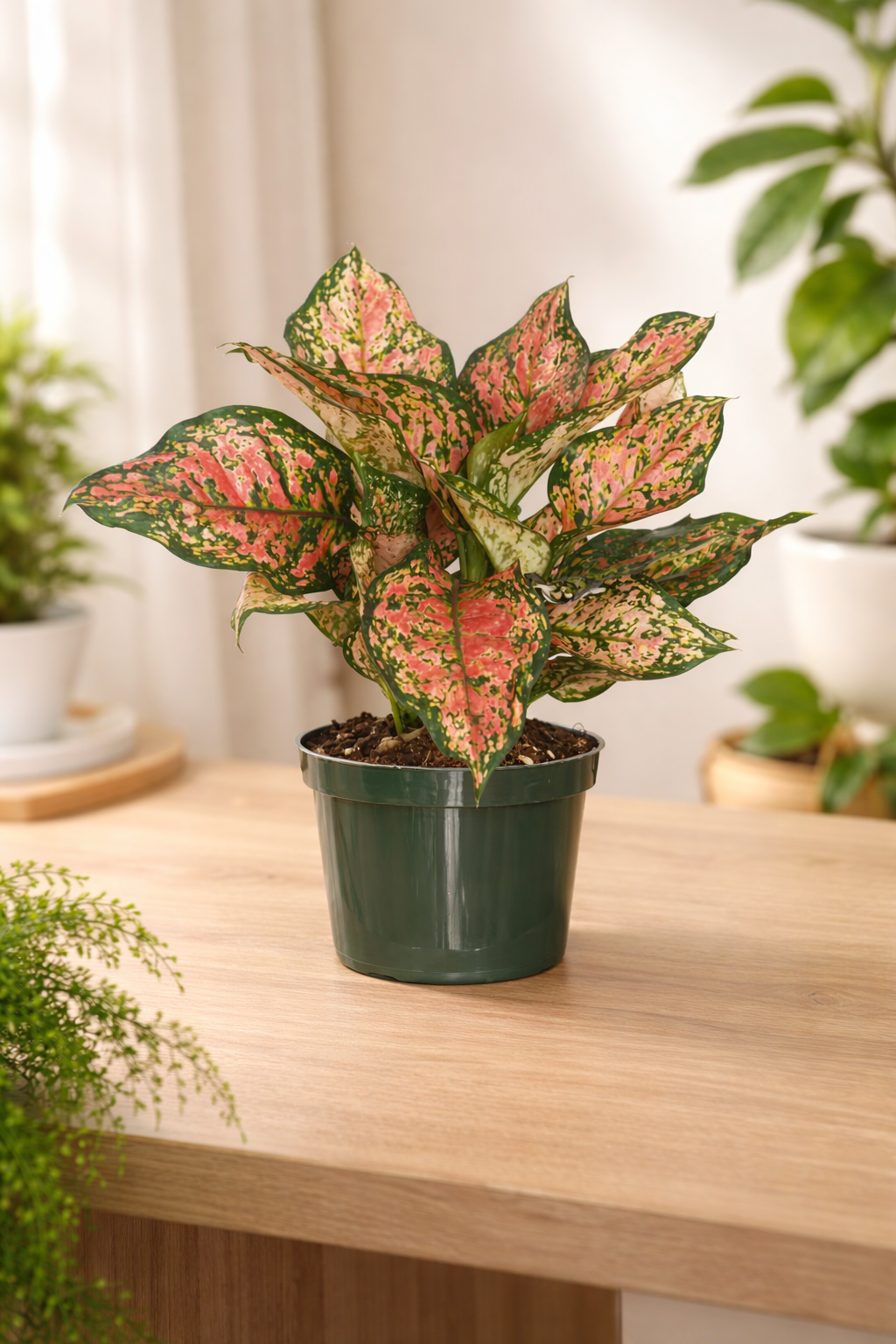 Chinese Evergreen (Aglaonema ‘Ruby Ray’)
