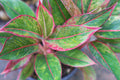 Aglaonema ‘Siam Red’ (Aglaonema ‘Siam Red’)