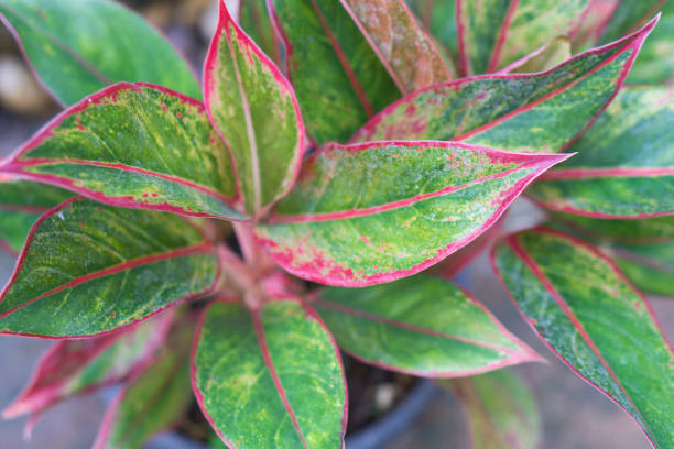 Aglaonema ‘Siam Red’ (Aglaonema ‘Siam Red’)