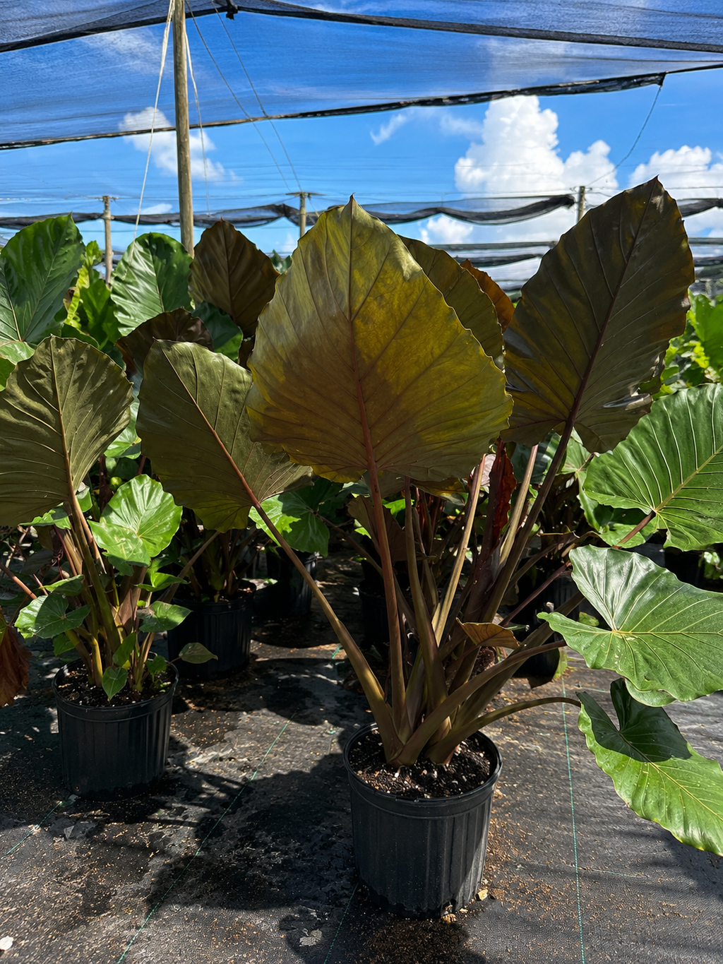 Alocasia ‘Metal Head’ / Elephant Ear
