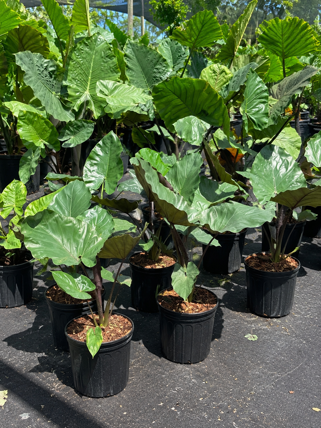 Alocasia ‘Metal Head’ / Elephant Ear