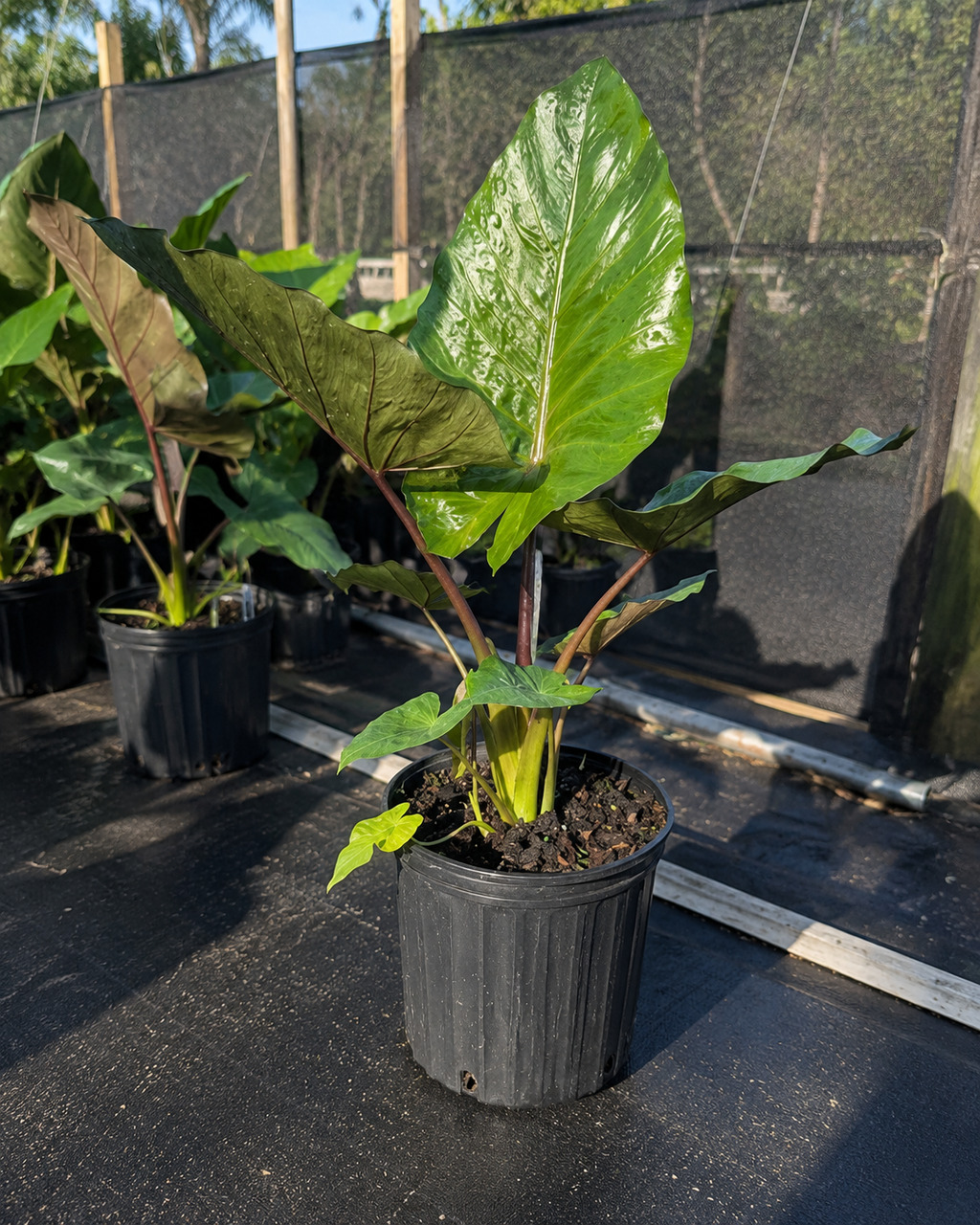Alocasia ‘Metal Head’ / Elephant Ear