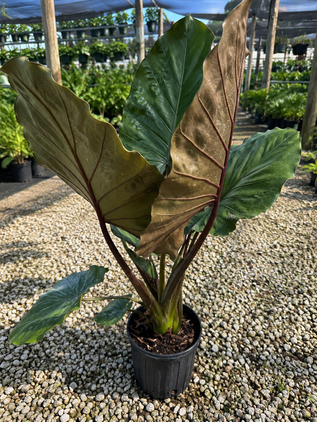 Alocasia ‘Metal Head’ / Elephant Ear