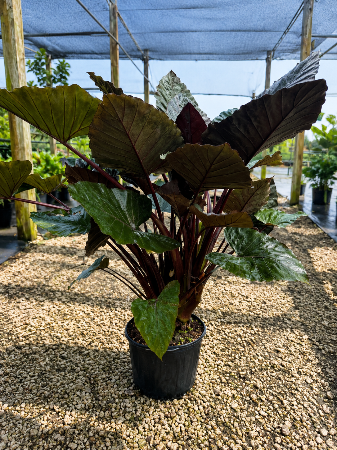 Alocasia ‘Metal Head’ / Elephant Ear