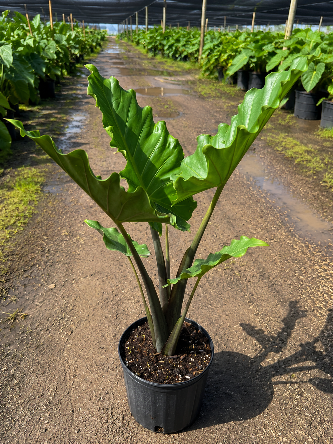 Alocasia ‘Portora’ / Elephant Ear (Alocasia ‘Portora’)