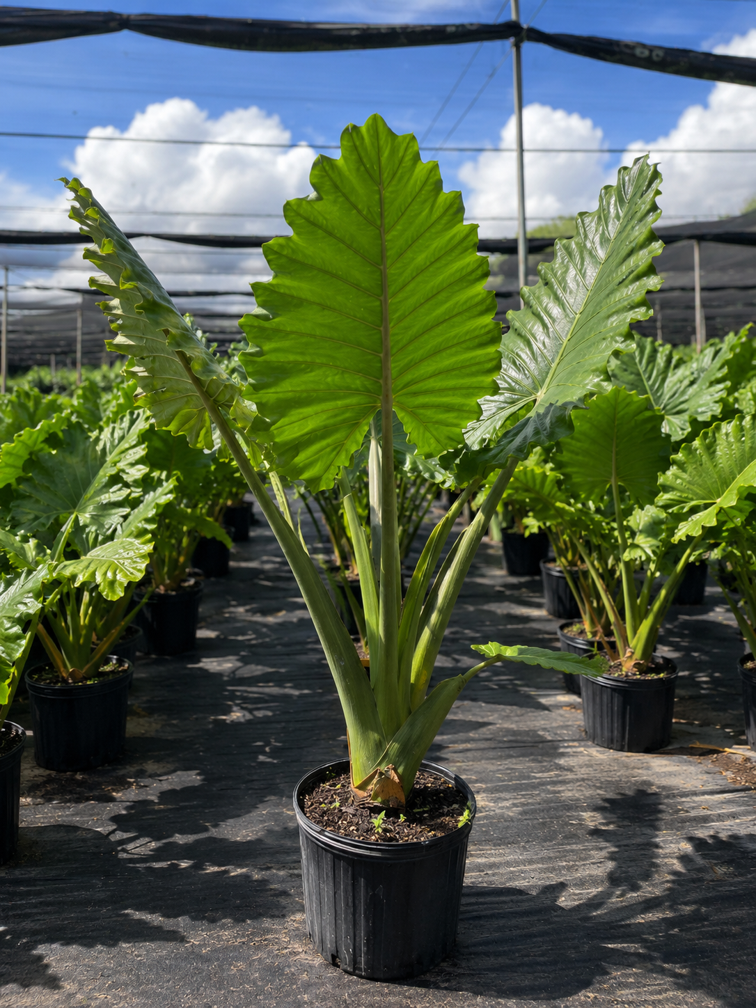 Alocasia ‘Portora’ / Elephant Ear (Alocasia ‘Portora’)