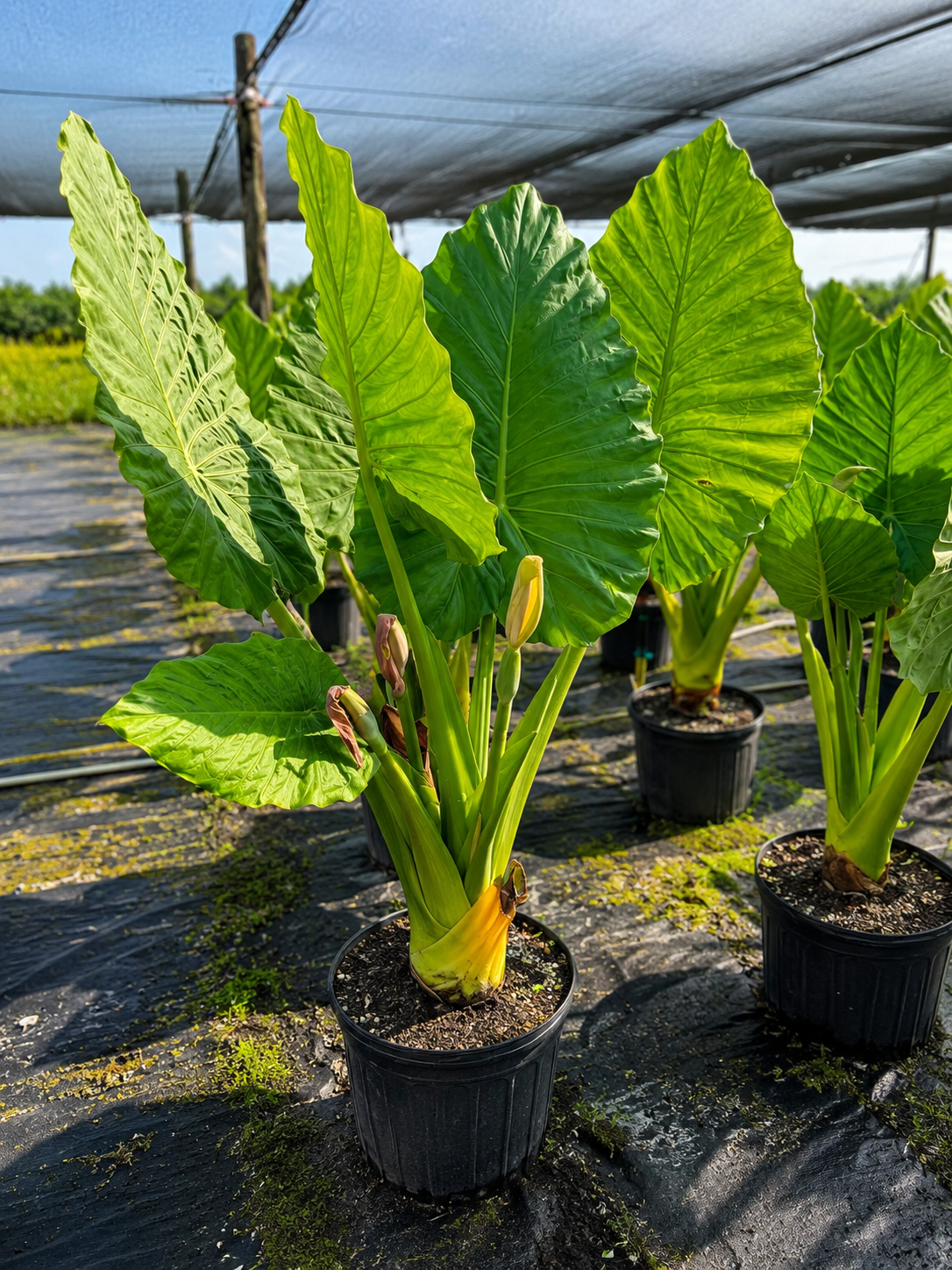 Alocasia ‘Portora’ / Elephant Ear (Alocasia ‘Portora’)