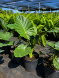Alocasia ‘Regal Shield’