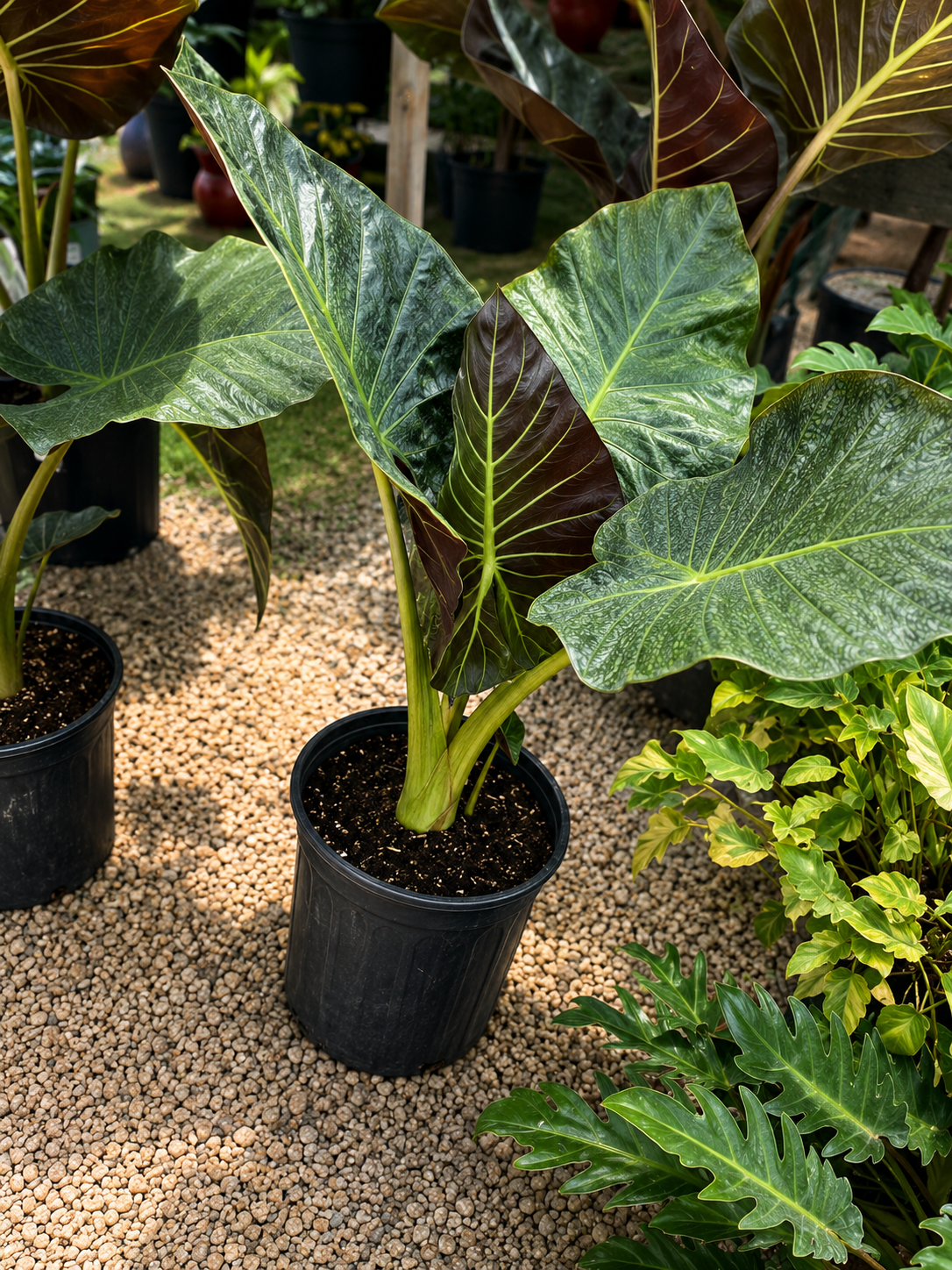 Alocasia ‘Regal Shield’