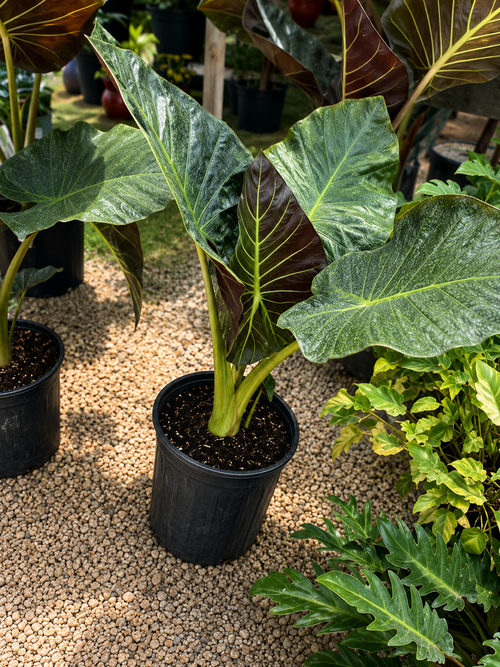 Alocasia ‘Regal Shield’