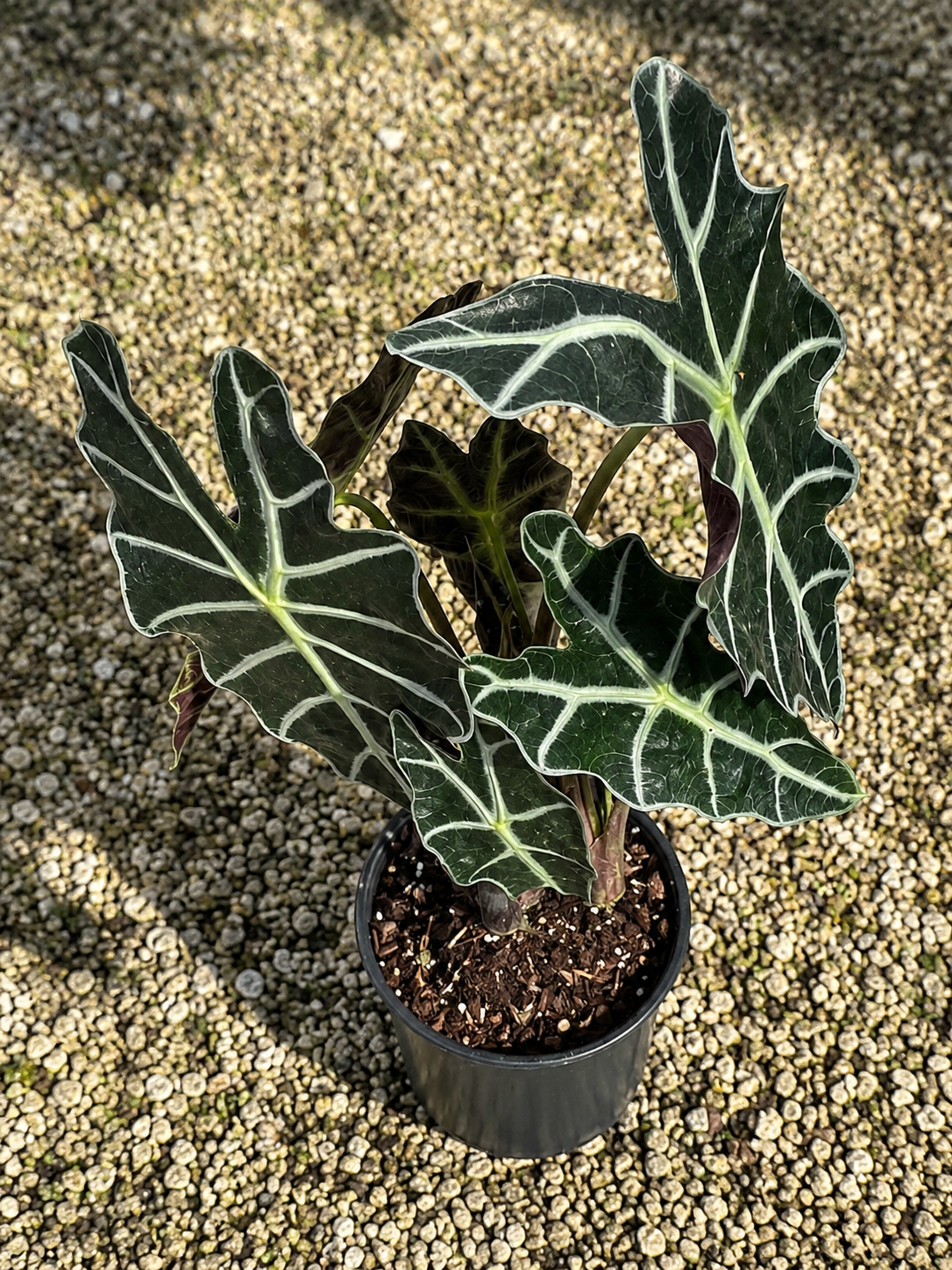 Alocasia ‘Polly’ / African Mask Plant (Alocasia × amazonica ‘Polly’)