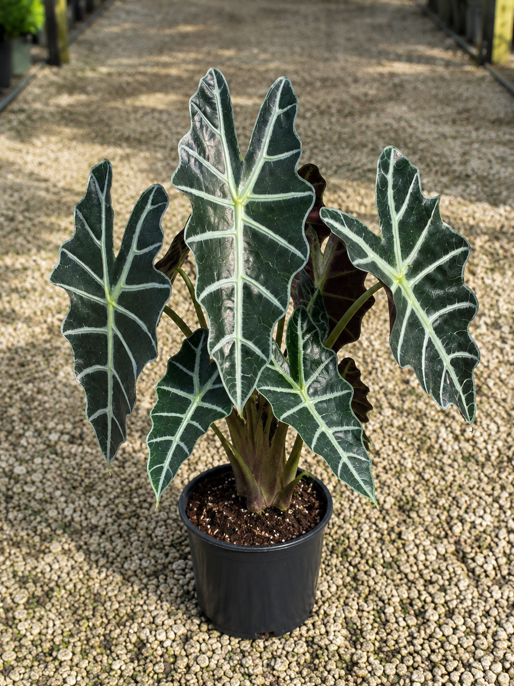 Alocasia ‘Polly’ / African Mask Plant (Alocasia × amazonica ‘Polly’)