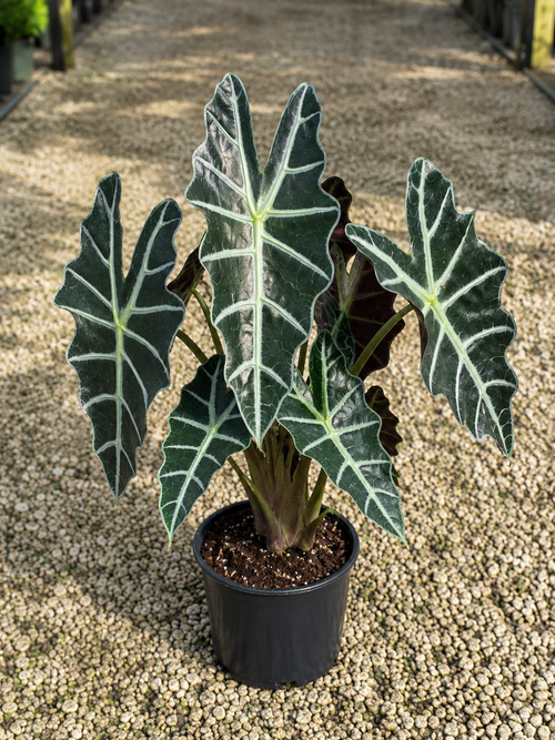 Alocasia ‘Polly’ / African Mask Plant (Alocasia × amazonica ‘Polly’)