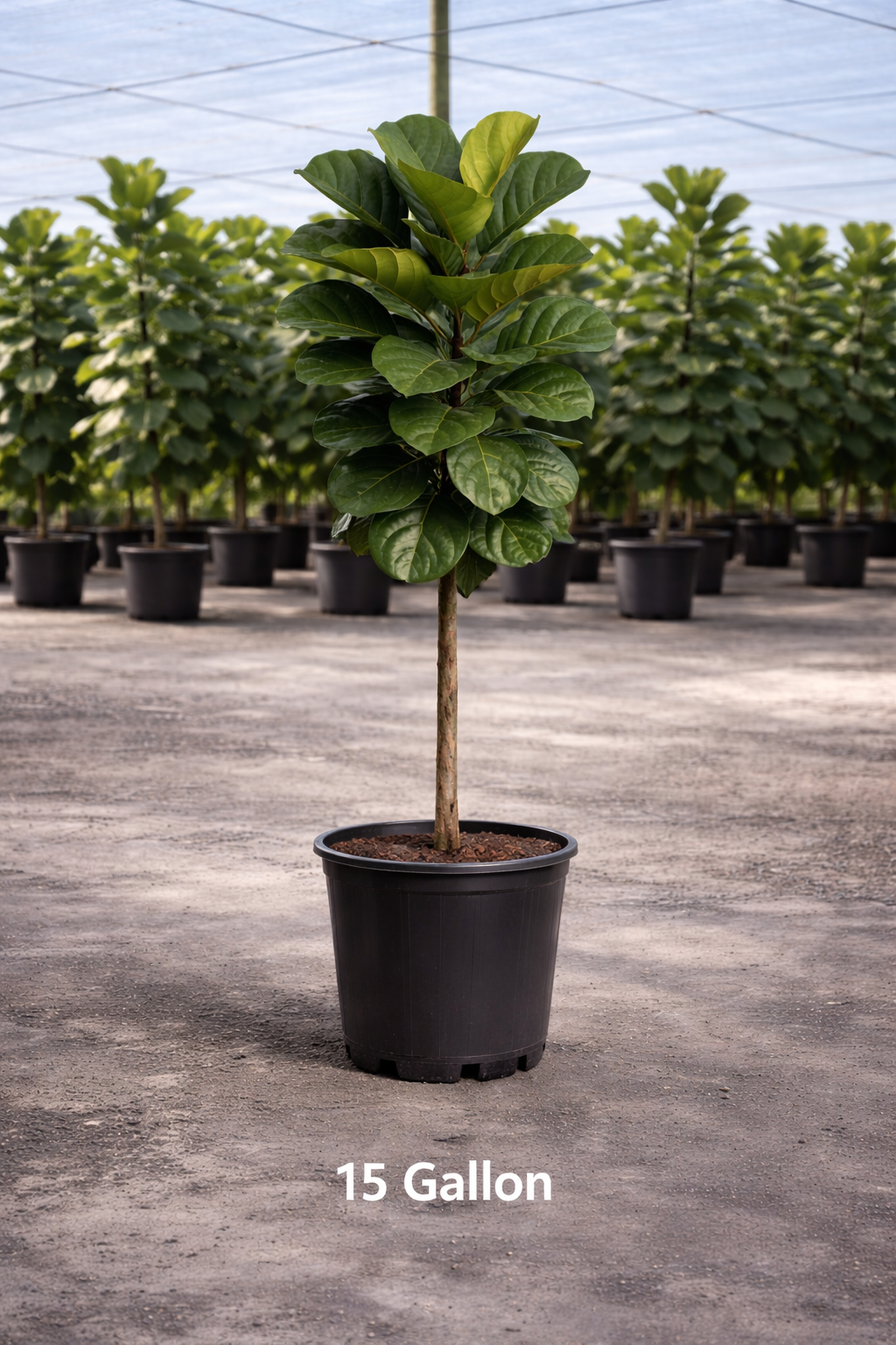 Fiddle Leaf Fig (Ficus lyrata) – Ficus Lyrata