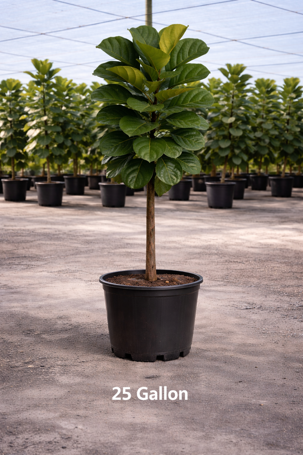 Fiddle Leaf Fig (Ficus lyrata) – Ficus Lyrata