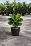 Fiddle Leaf Fig (Ficus lyrata) – Ficus Lyrata
