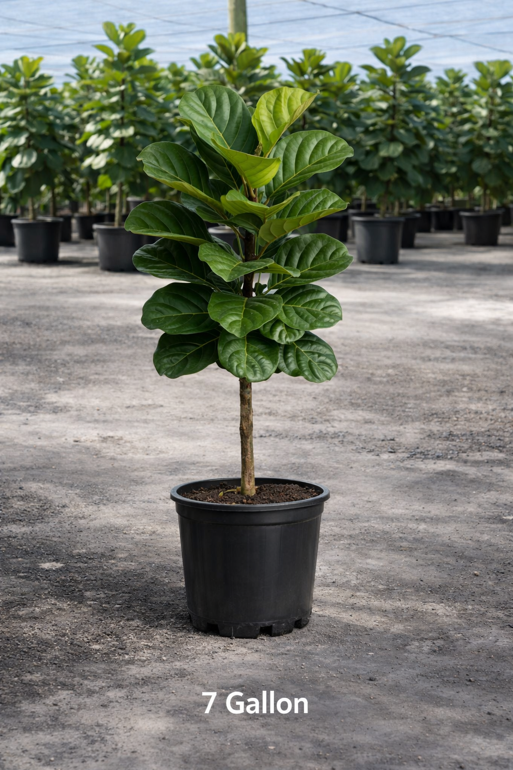Fiddle Leaf Fig (Ficus lyrata) – Ficus Lyrata