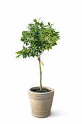 Calamondin / Calamansi citrus (Citrus × microcarpa)