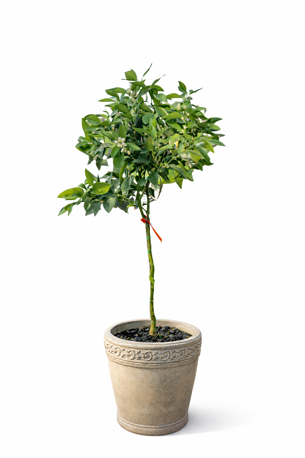 Calamondin / Calamansi citrus (Citrus × microcarpa)