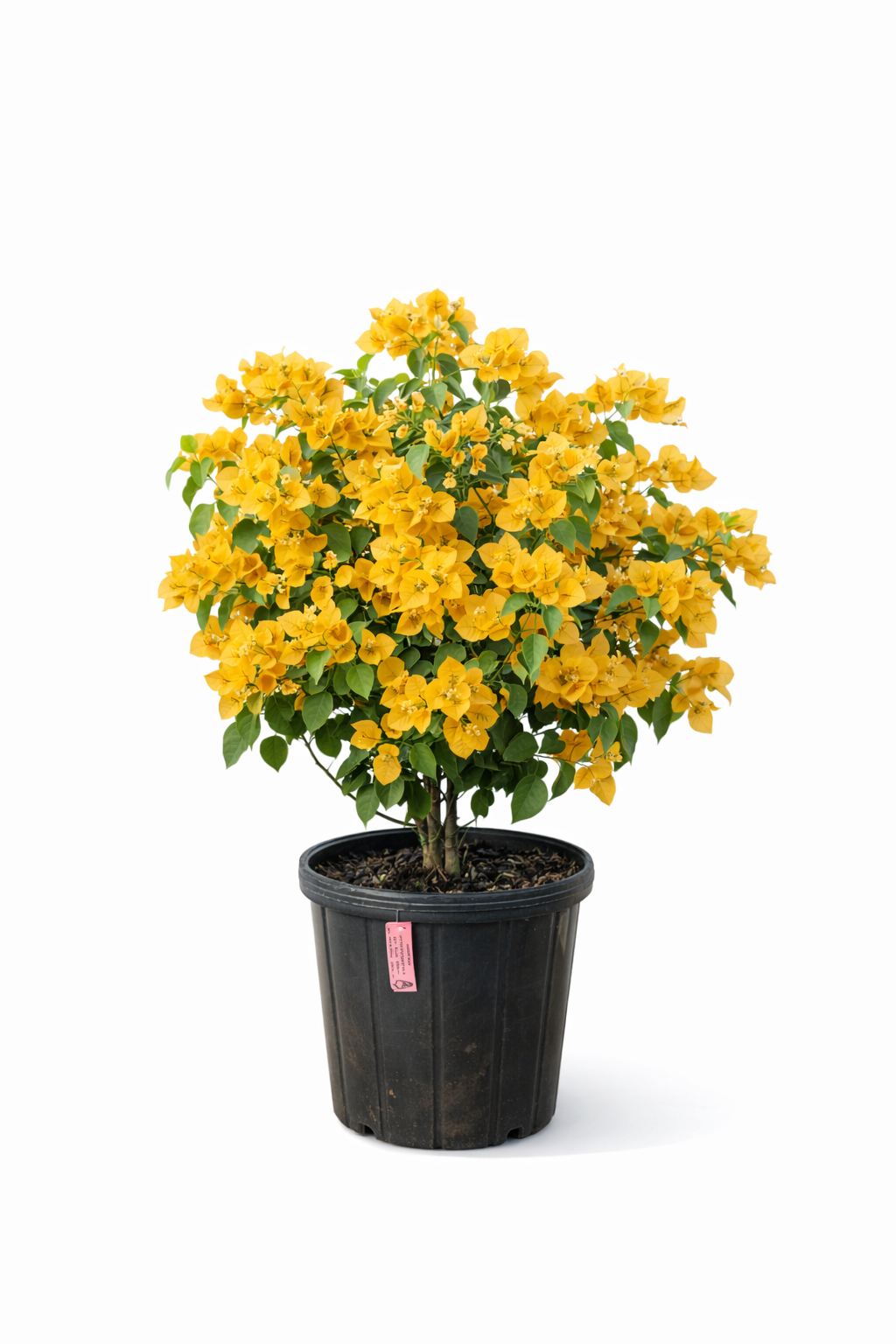 Bougainvillea “California Gold” Bush