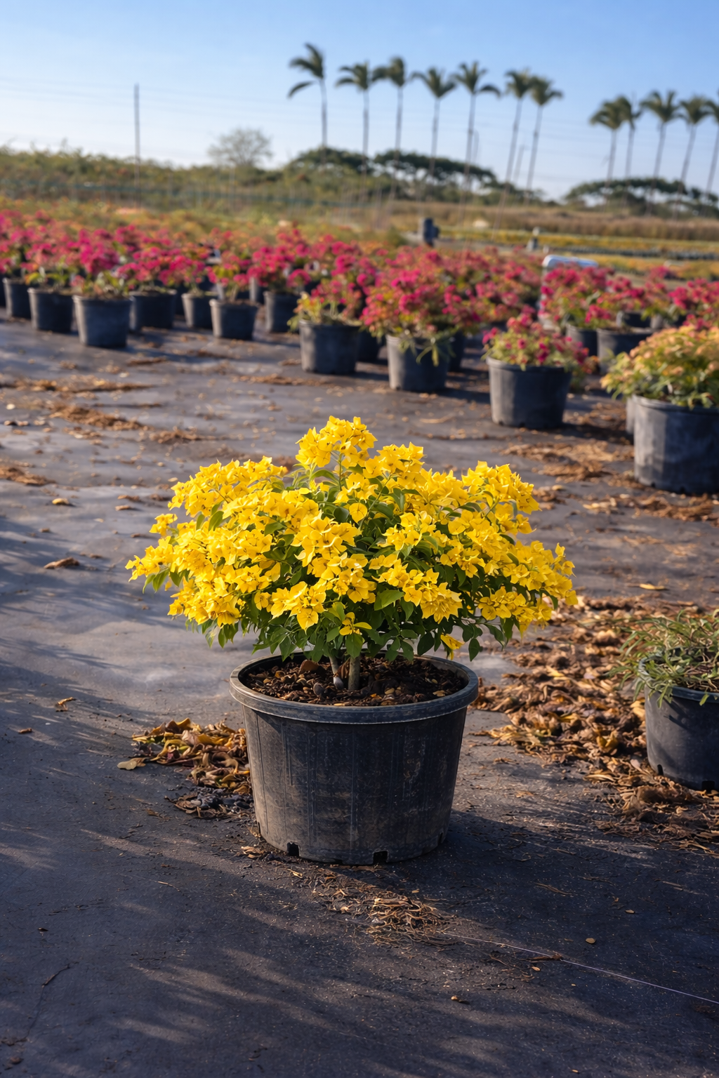 Bougainvillea “California Gold” Bush