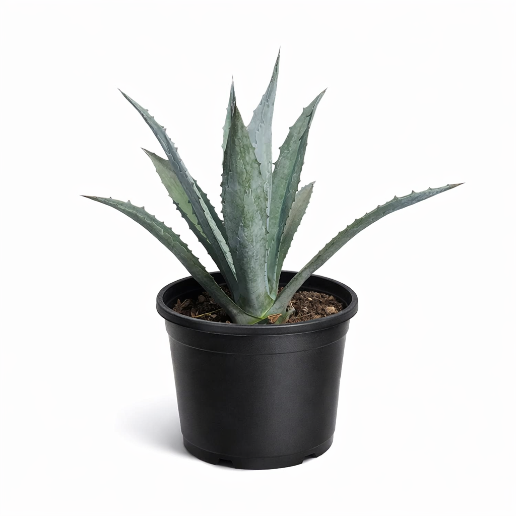 Agave Blue (Agave tequilana)