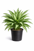 Chinese Evergreen (Aglaonema ‘Cutlass’)