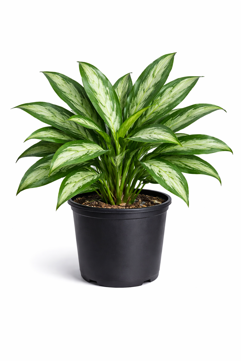 Chinese Evergreen (Aglaonema ‘Jubilee Petite’)