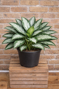 Aglaonema ‘Lumina’ (Chinese Evergreen)
